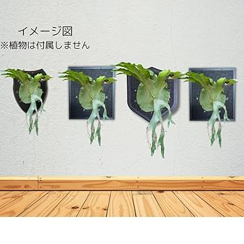 hide3060さま専用　nadare ビカクシダ Select!! | artPLANTs （アートプランツ）